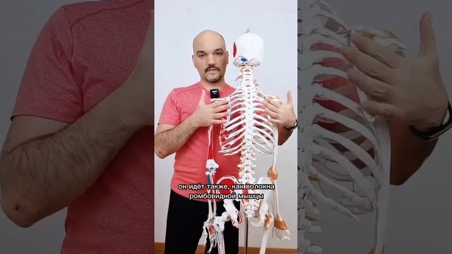Повторяем трапециевидную мышцу #анатомия #трапеция #мышцы #скелет #упражнения #тренер #онлайнТренер