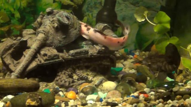 Клариус. Аквариумный Ктулху) смотреть онлайн