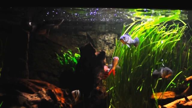 Feeding the Cichlas смотреть онлайн