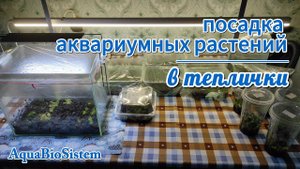Как сажать и выращивать аквариумные растения в тепличках. Просто и доступно.