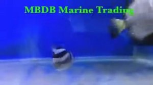 Marine Fish Exporter