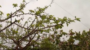 Абрикос Что делать если сохнет и чем брызгать