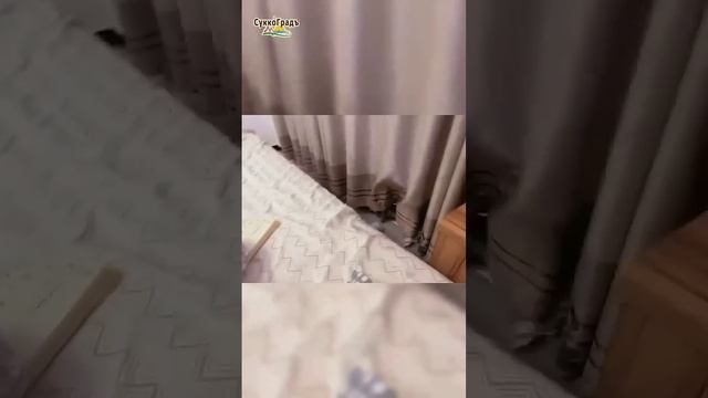 Котики могут значит котикам можно...