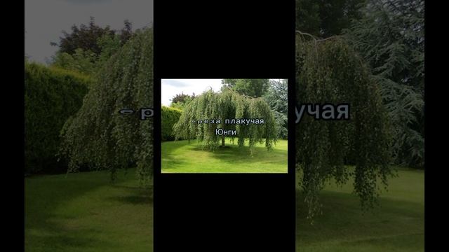 Как создать красивую клумбу  вдоль забора.