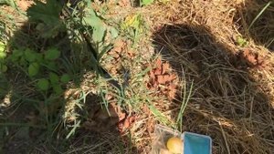 Виноград. В гостях у Цуркана Иван Степановичь