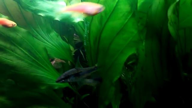 sae смотреть онлайн