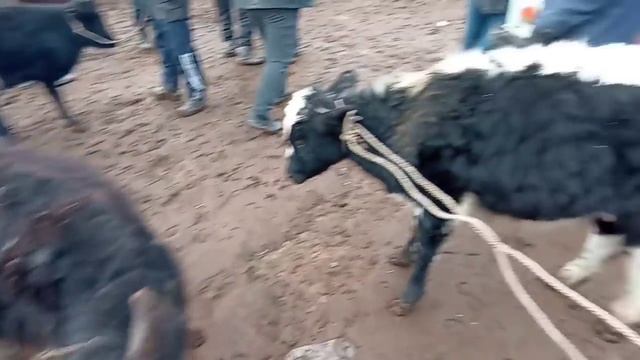 Шымбай мал базары.23.01.2022. Shimbay mal bazar. Скотный рынок.