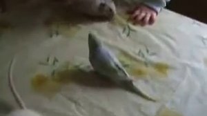 давят бедного хомячка