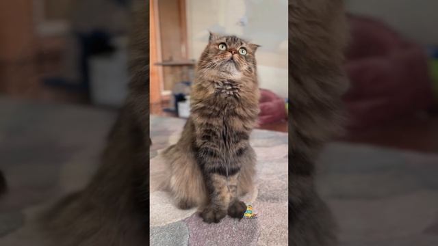 А у вас есть собака?🐶
