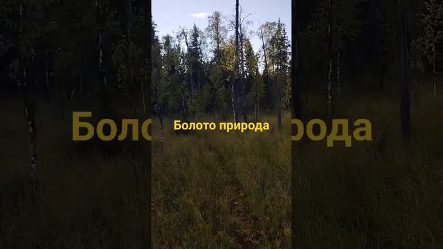 лес тайга #рекамендации