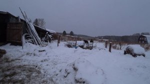 После морозов  тепло, работа с сеном. Деревенские будни крестьян .
