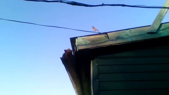 Серый охотник смотреть онлайн