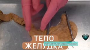 Интересные факты про желудок #желудок #интересно