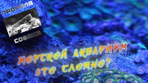 Запуск морского аквариума с нуля