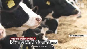 В Крыму производят 30% молока от необходимого объёма. Как планируют развивать отрасль