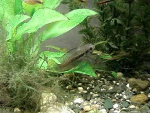 Разведение акар курвицепсов (Laetacara curviceps), однополый нерест