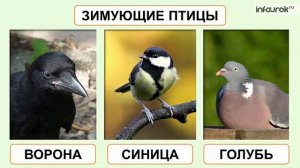 Наши пернатые друзья ¦ Окружающий мир #14 ¦ Инфоурок