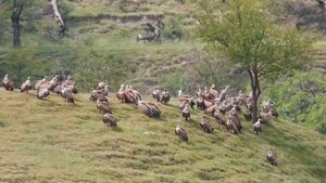 Как отдыхает Белоголовый сип