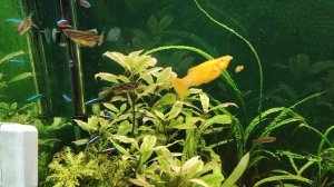 Мой аквариум 300 литров с гуппи и другими живородками 01.02.2024