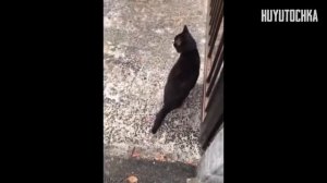 ПОПРОБУЙ НЕ ЗАСМЕЯТЬСЯ С ВОДОЙ ВО РТУ! ТЕСТ НА ПСИХИКУ, ЗАСМЕЯЛСЯ ПРОИГРАЛ ЧЕЛЛЕНДЖ