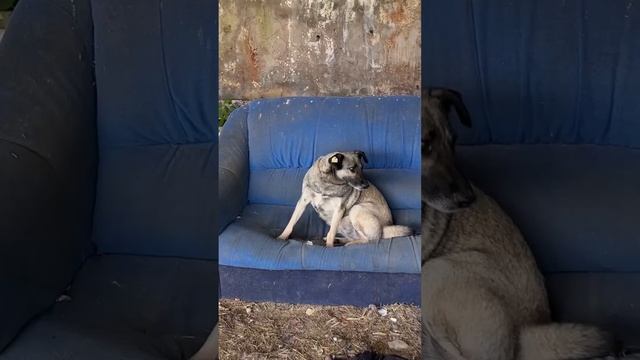 Самая старшая из моих наблюдателей☝️Внимание к зрителям должно быть всегда🥳❤️ смотреть онлайн