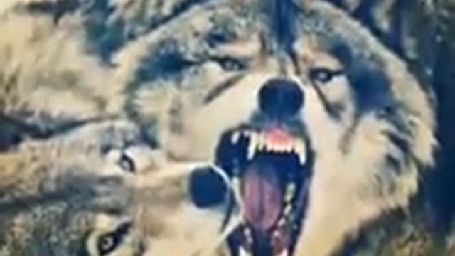 Волки смотреть онлайн