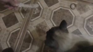 Воспоминания и реальность | Рэй-3 месяца и 3 года)