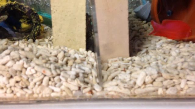 Red Neon Aulonocara Dragonblood Firefish Peacocks смотреть онлайн