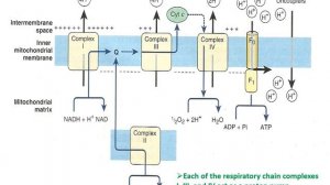 Electron transport chain (ETC) Dr. ELHAM Omer