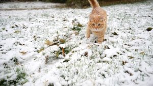 12655583_1920_1080_30fps