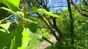 Заброшенный сад рядом с ЖК Холидей Хаус Сукко
