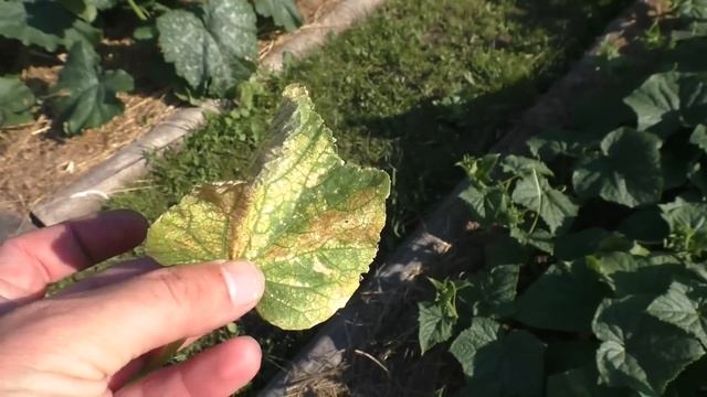 Субботний день в деревне. Одиночество в селе, серия 94 смотреть онлайн