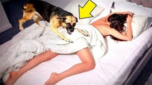 Эта история потрясла весь мир! Посмотри что сделала собака с хозяйкой!