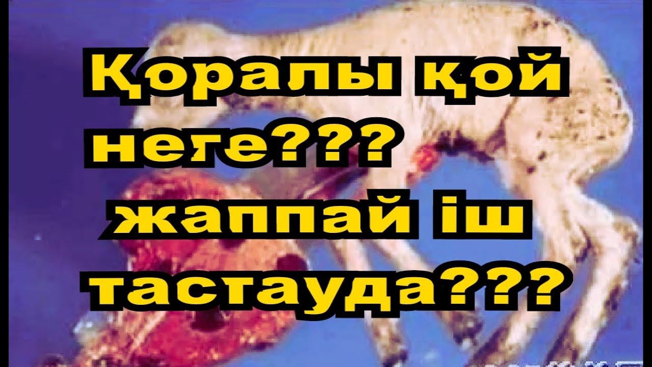 Қойлардың жұқпалы іштастау індеті1
