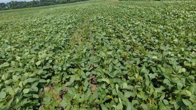 Результат роботи Базагран+Кломазон+Хармоні Класік по 5 трійчастому листку смотреть онлайн