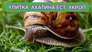 УЛИТКА АХАТИНА ЕСТ УКРОП