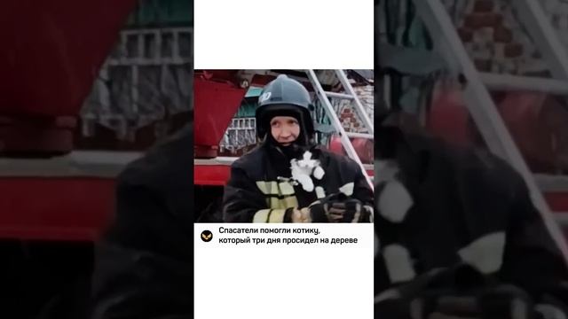 Спасатели помогли котику, который три дня просидел на дереве