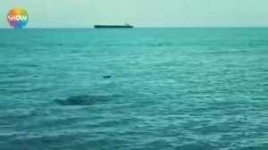 Туркча клип