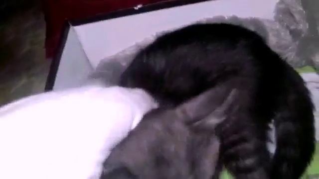 Как я "глажу" кошку. смотреть онлайн