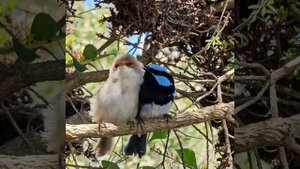 Вот они какие - воробьи Австралии