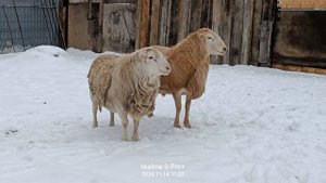 катумский баран