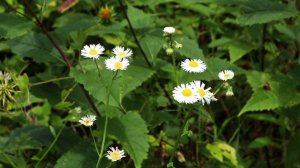 12189409_1920_1080_30fps