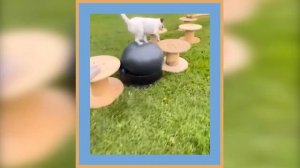 Funniest Dogs 🐶 And Cat 😹 Videos 😁 - Best Funny Animal Videos 2023 😇 #12