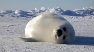 Детёныш тюленя загорает