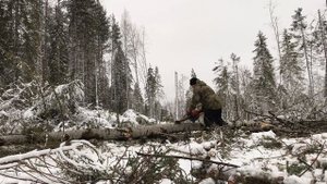 Работа в лесу