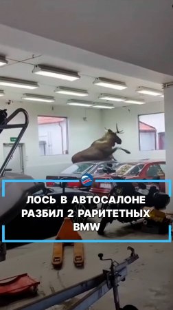 Лось в автосалоне разбил 2 раритетных BMW #shorts