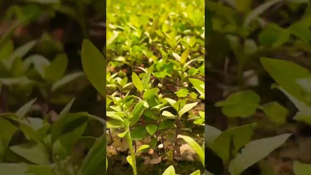 #agriculture #agriculturetoday #agriculturefarming #farmer #farmingideas #urbanfarming