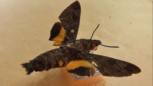 БРАЖНИКИ: 176. Macroglossum prometheus