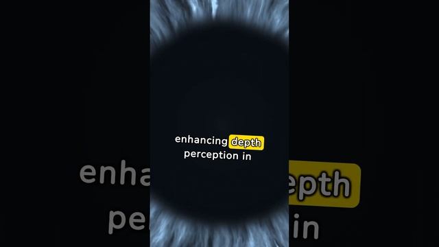 Spiral-shaped lens provides clear vision at a range of distances and lighting conditions. смотреть онлайн