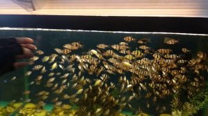 Барбус Суматранский и Барбус мутант